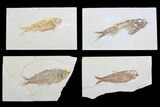 Lot: to Green River Fossil Fish - Pieces #81416-1